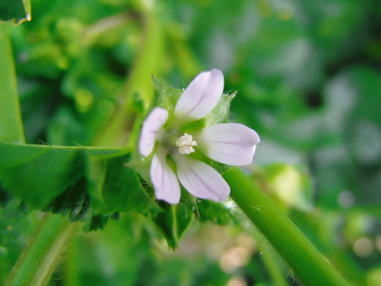 Is Malva Verticillata Extract Right for You?